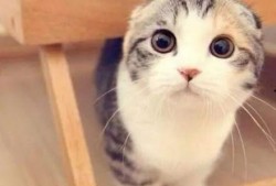 娱乐吃瓜君折耳猫,折耳猫的神秘魅力与争议