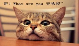 娱乐吃瓜君折耳猫,折耳猫的神秘魅力与争议