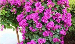 娱乐吃瓜酱三角梅,吃瓜酱视角下的娱乐圈三角关系揭秘