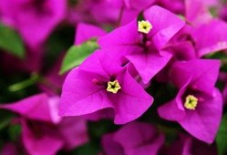 娱乐吃瓜酱三角梅,吃瓜酱视角下的娱乐圈三角关系揭秘