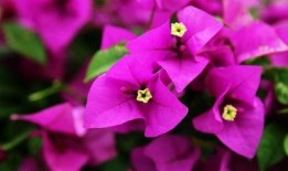 娱乐吃瓜酱三角梅,吃瓜酱视角下的娱乐圈三角关系揭秘