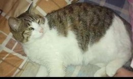 娱乐圈吃瓜猫是谁,揭秘娱乐圈幕后真相的神秘人物